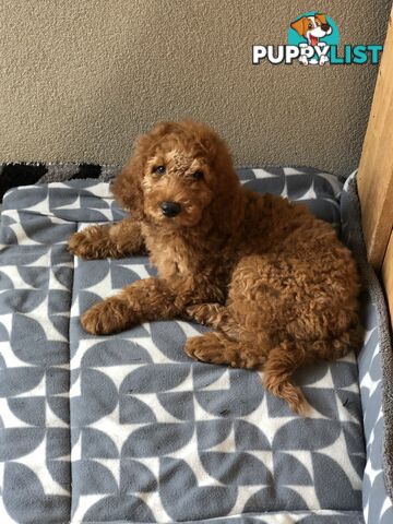Standard Poodle Stud Service