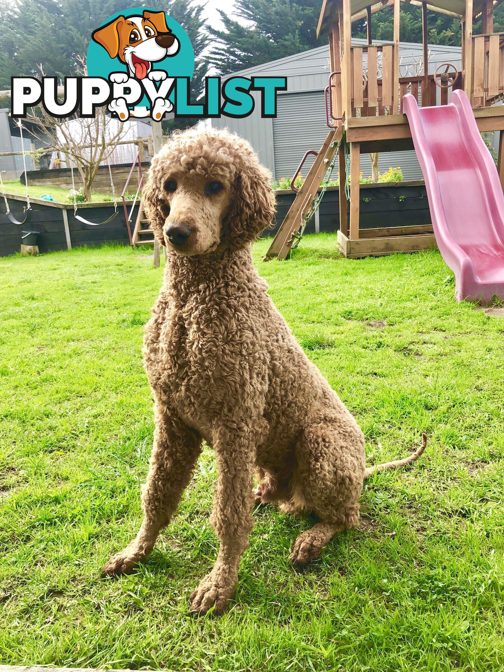 Standard Poodle Stud Service