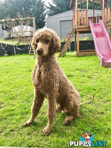 Standard Poodle Stud Service