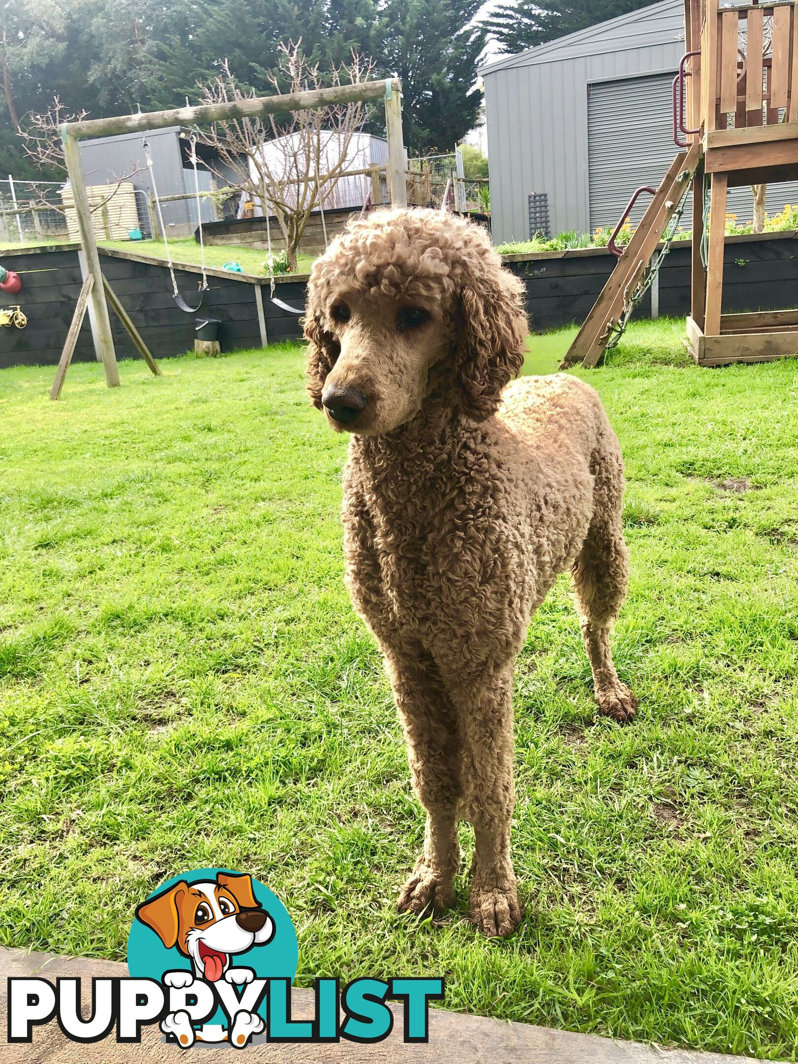 Standard Poodle Stud Service