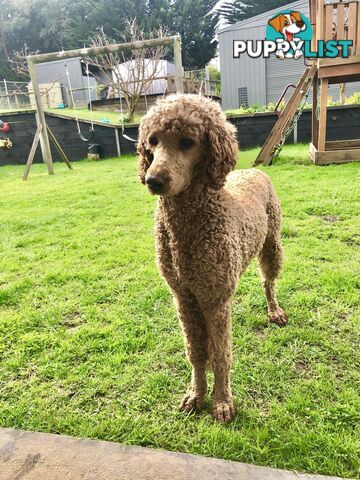 Standard Poodle Stud Service