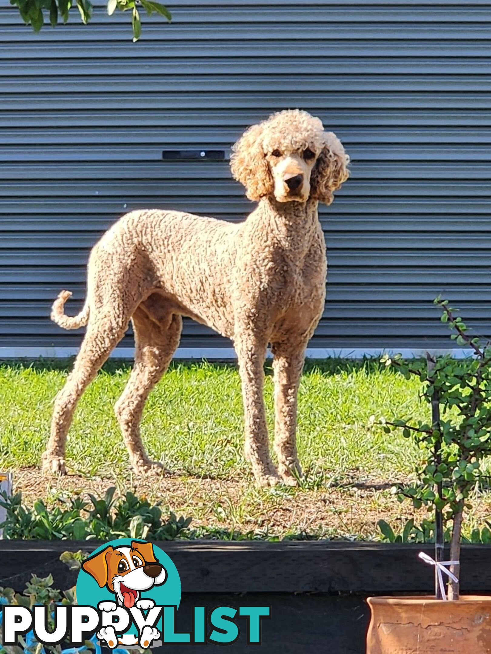 Standard Poodle Stud Service