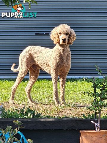 Standard Poodle Stud Service