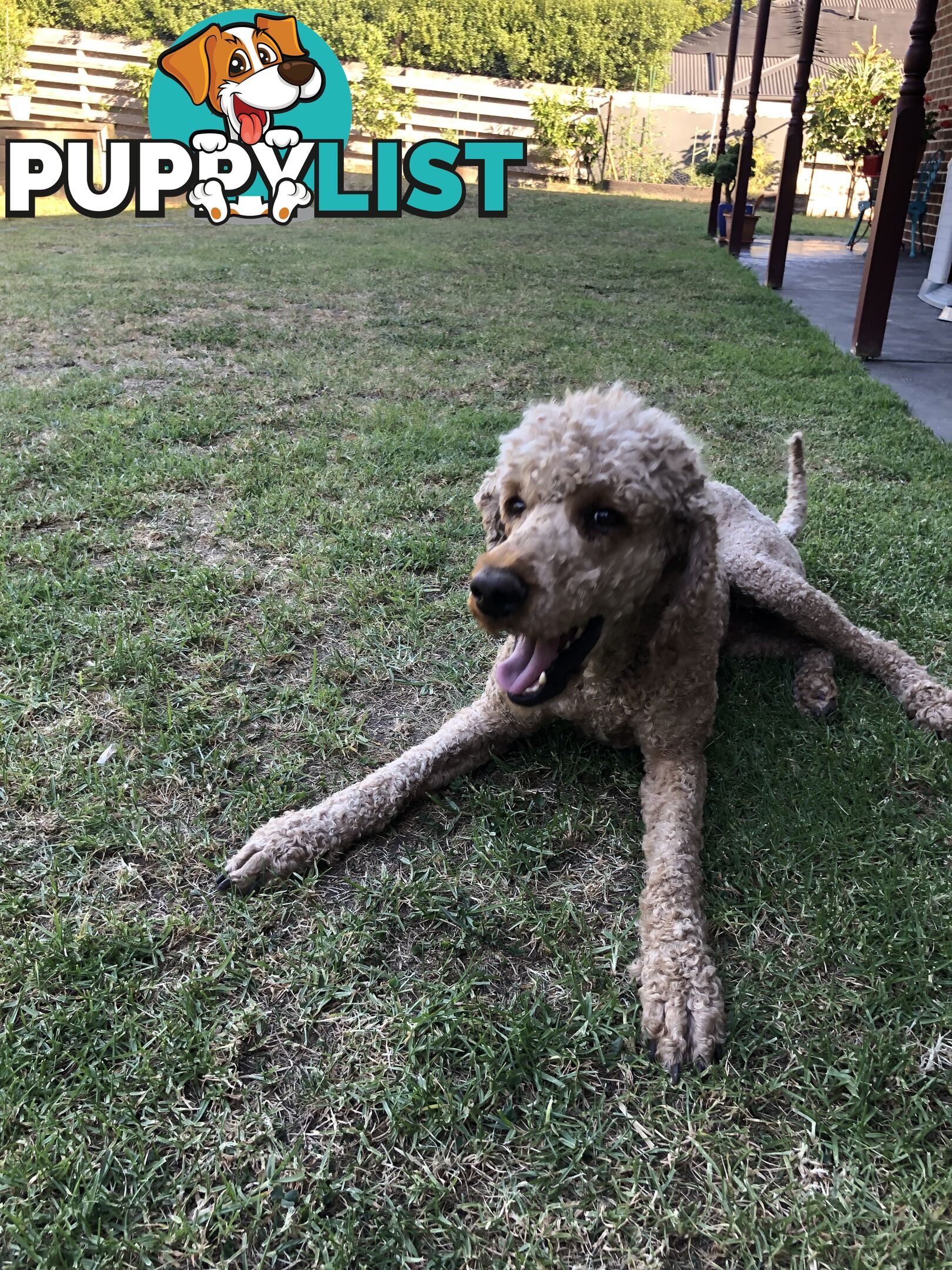 Standard Poodle Stud Service