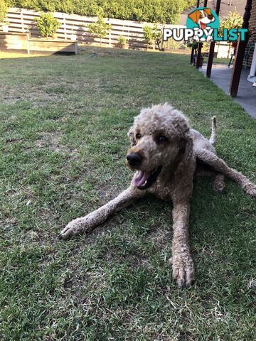 Standard Poodle Stud Service