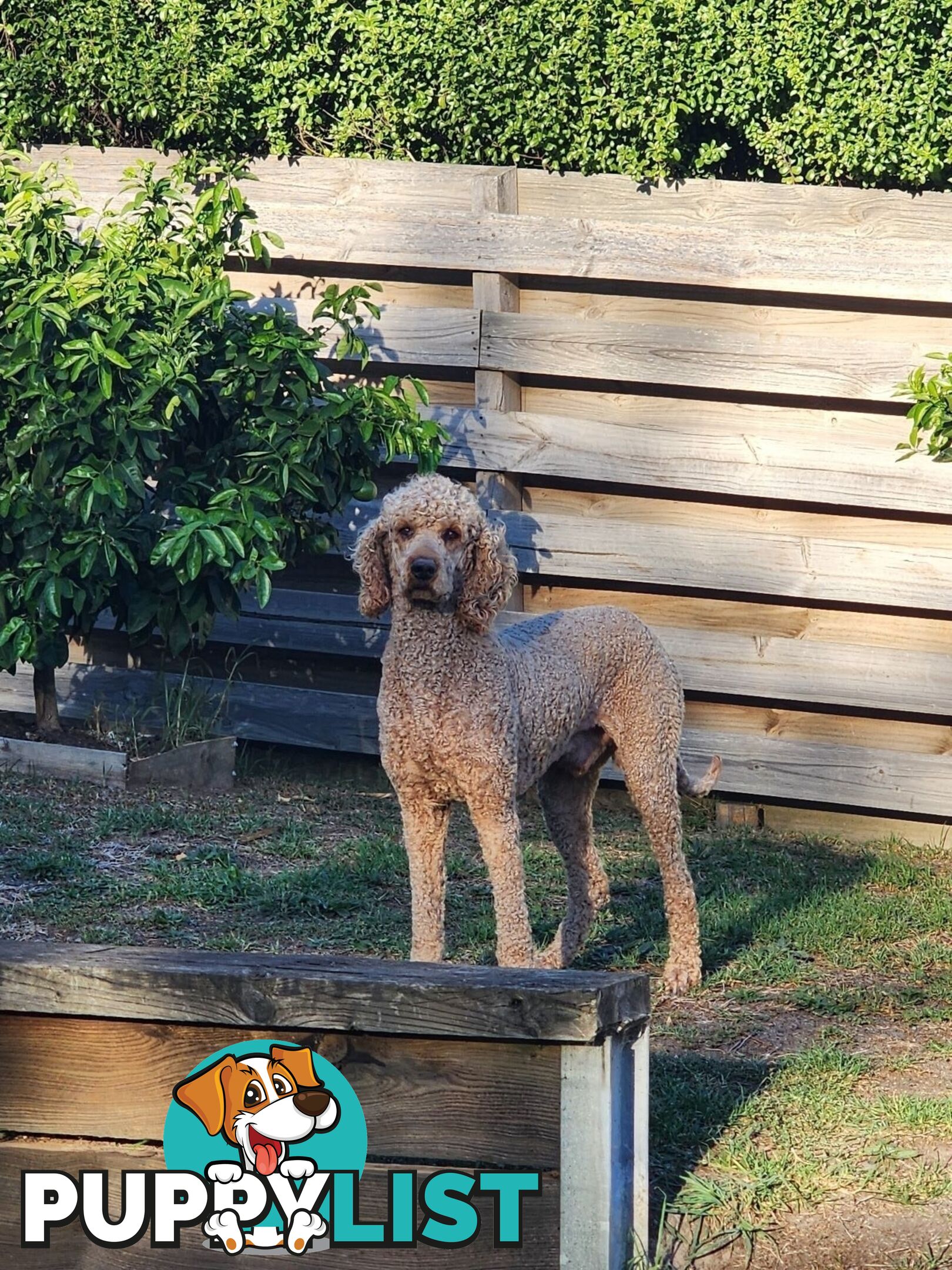 Standard Poodle Stud Service