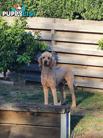Standard Poodle Stud Service
