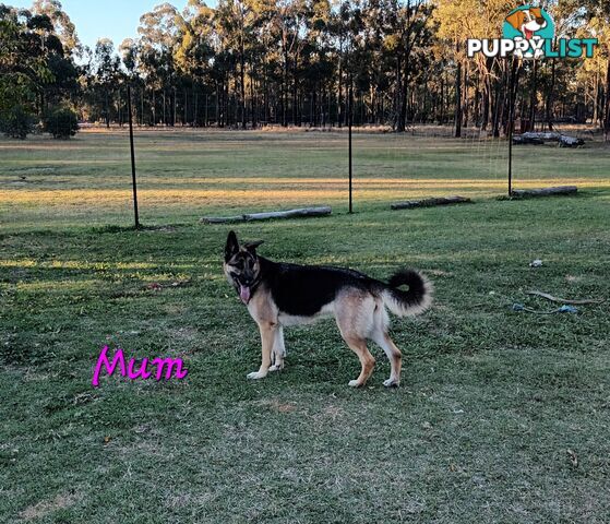 Straight back working line German Shepherds