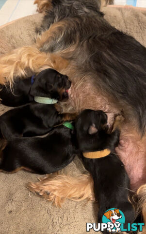 Yorkshire Terrier Pups Available Soon - Girl SOLD! - 2 boys left!