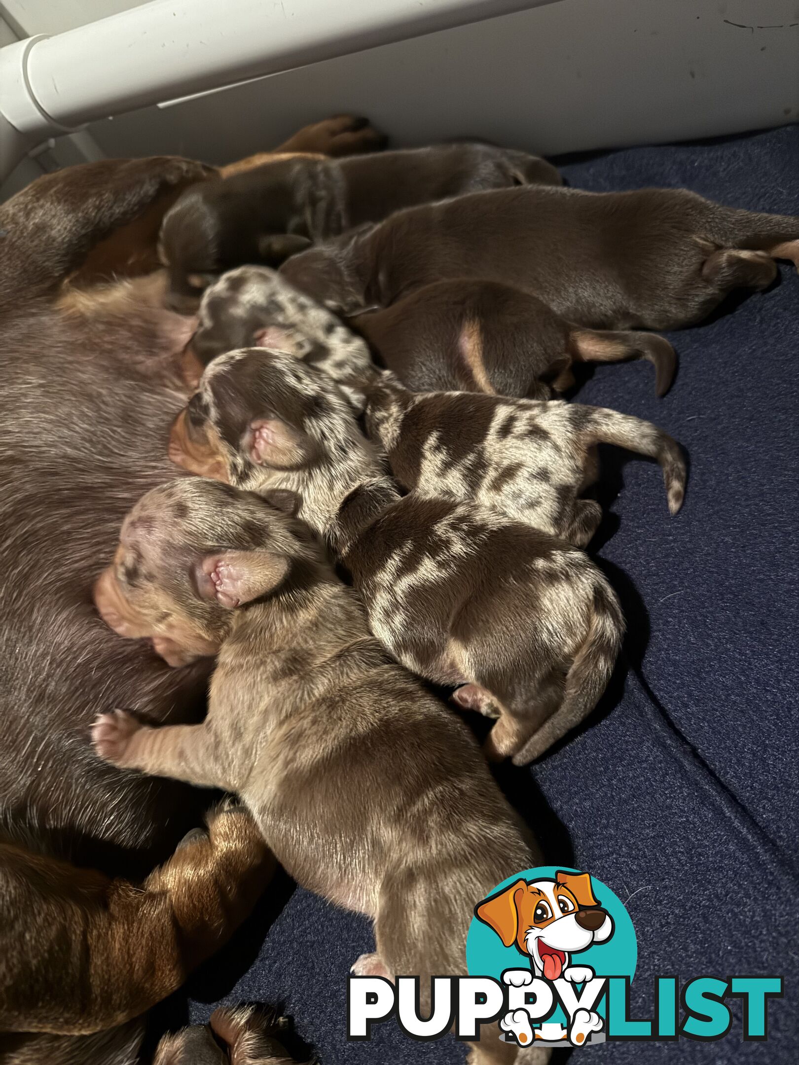 Miniature Dachshunds