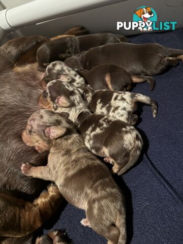 Miniature Dachshunds