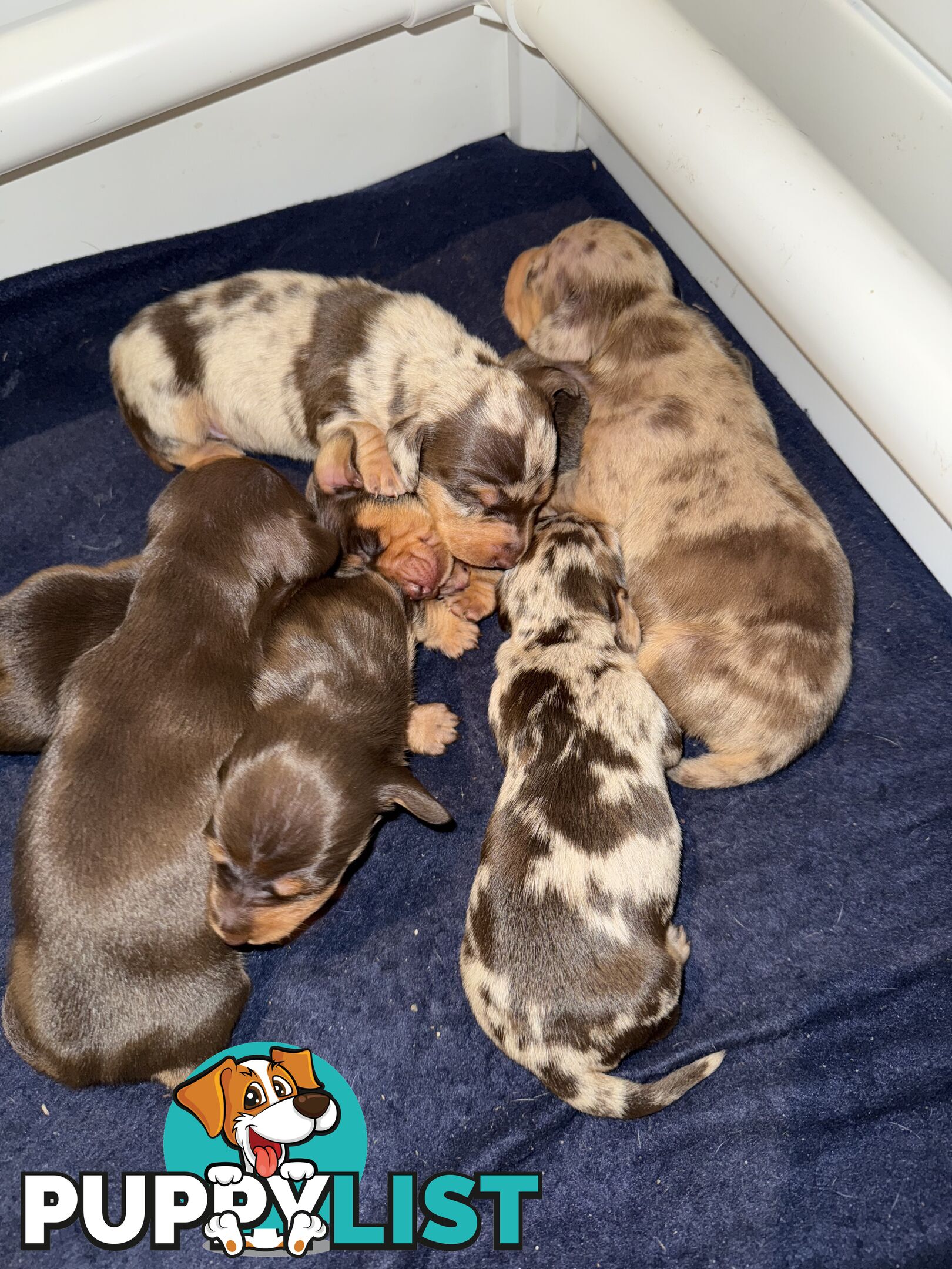 Miniature Dachshunds