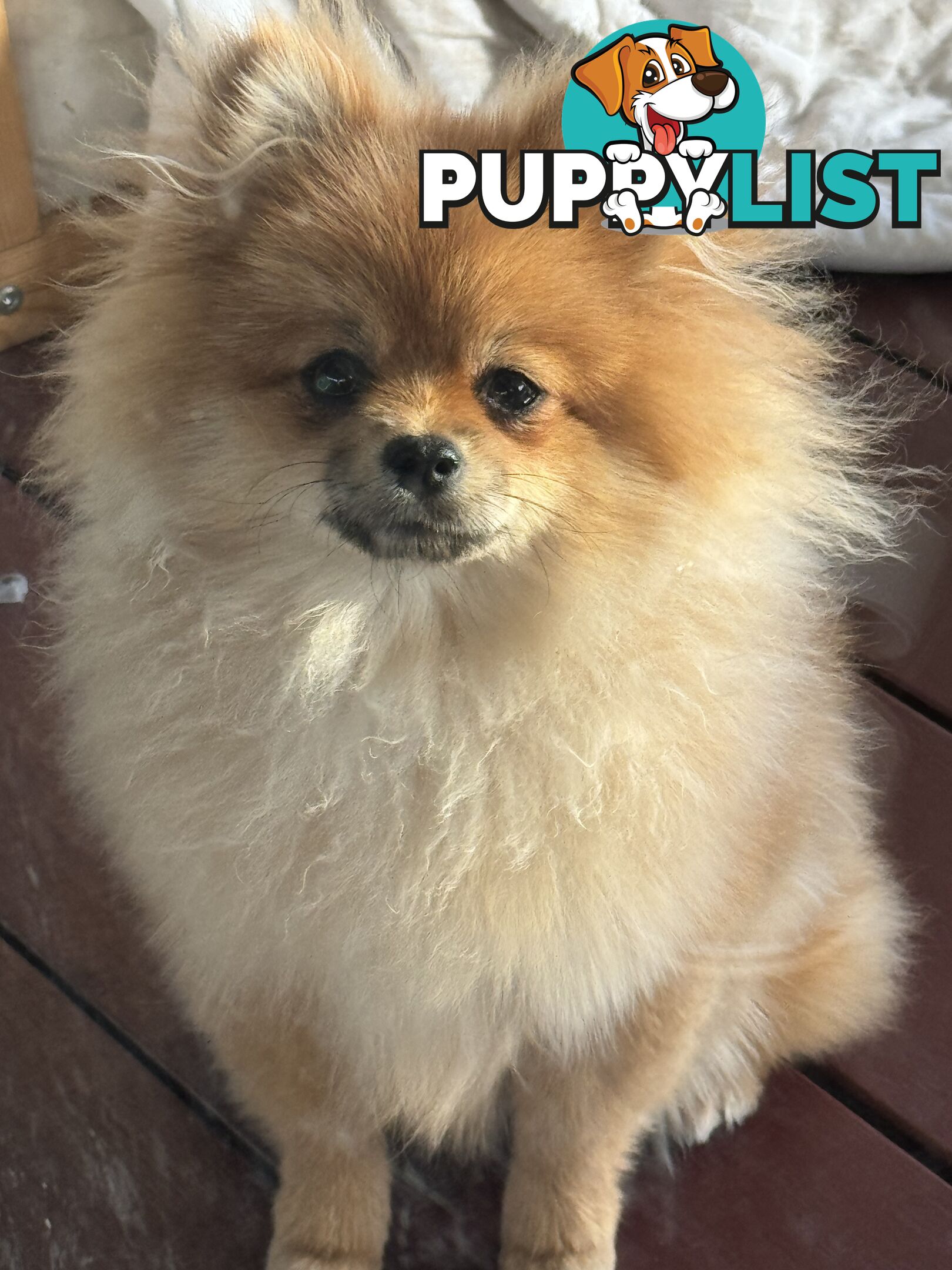 Pure breed pom