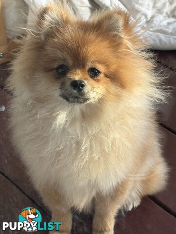 Pure breed pom