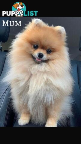 Pure breed pom