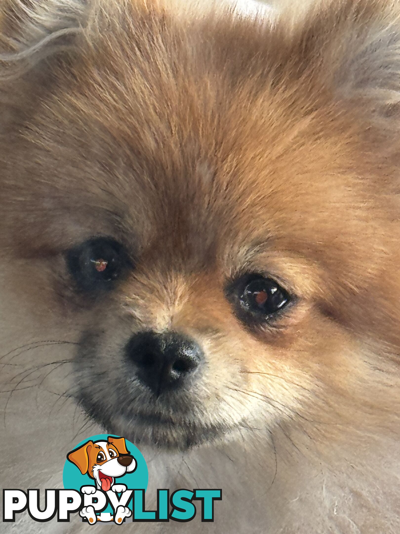 Pure breed pom