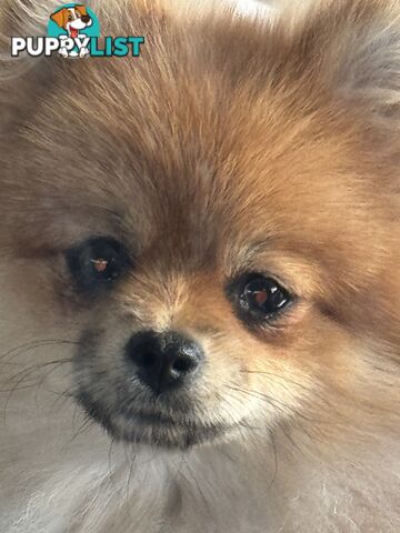 Pure breed pom