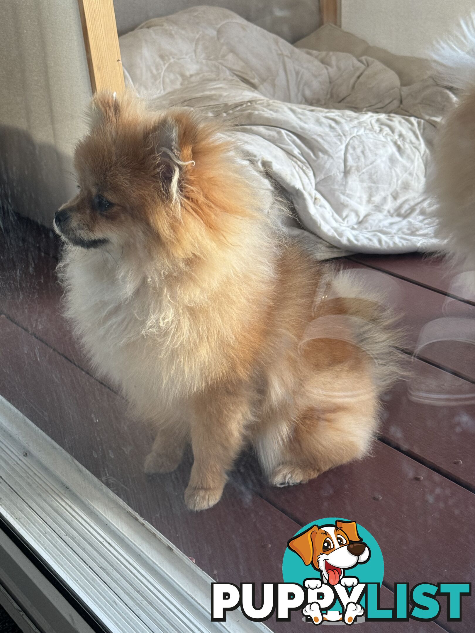 Pure breed pom