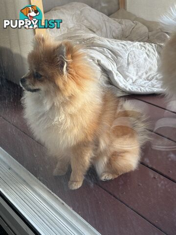 Pure breed pom