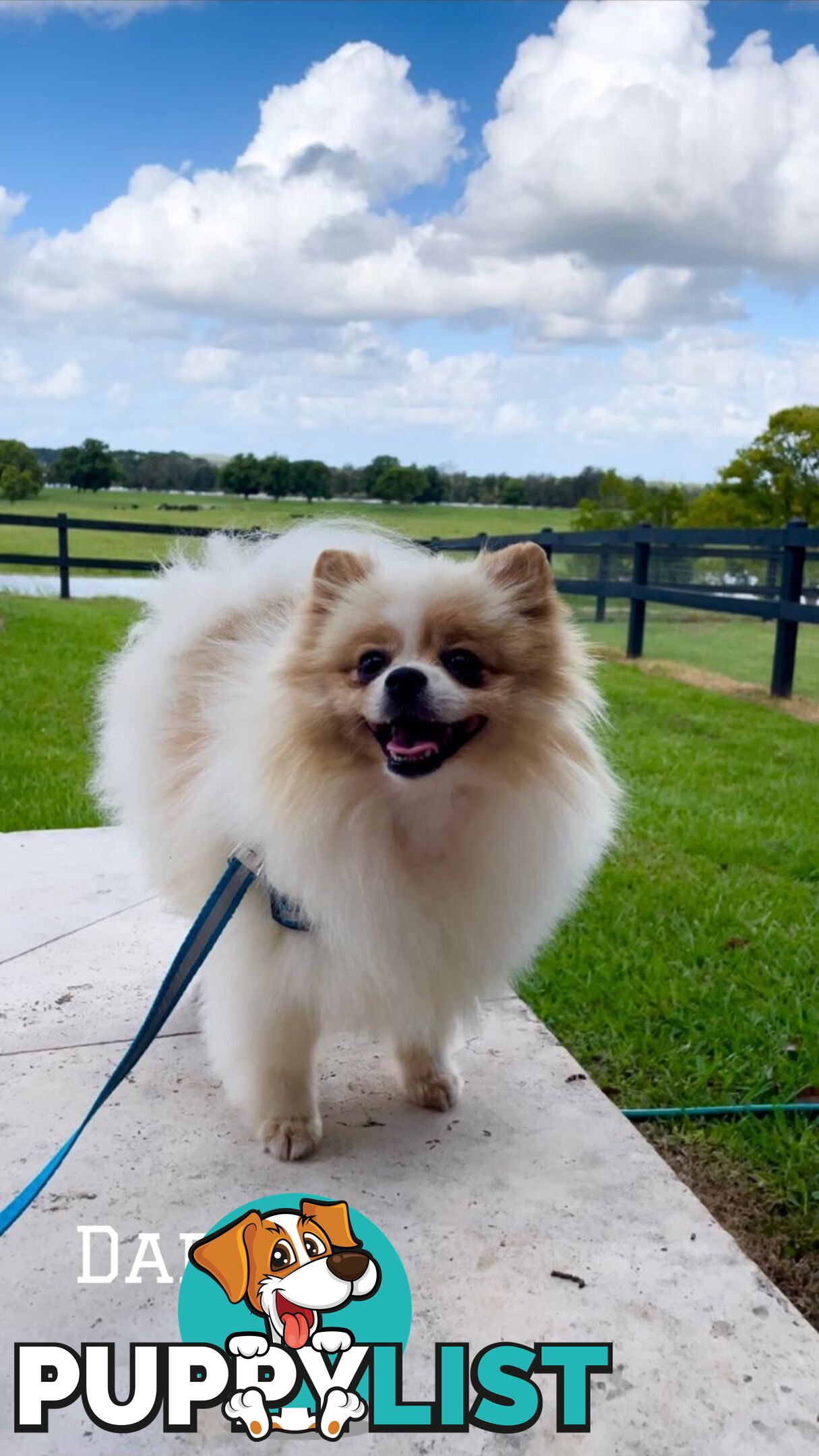 Pure breed pom