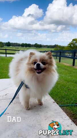 Pure breed pom