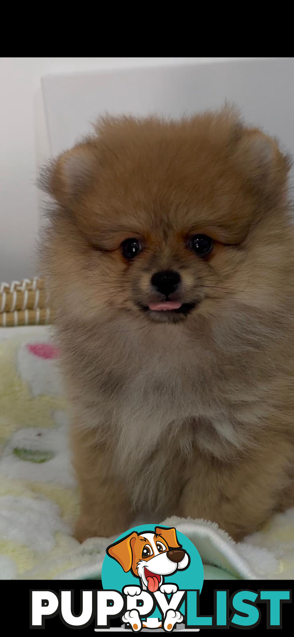 Pure breed pom