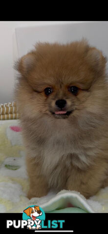 Pure breed pom