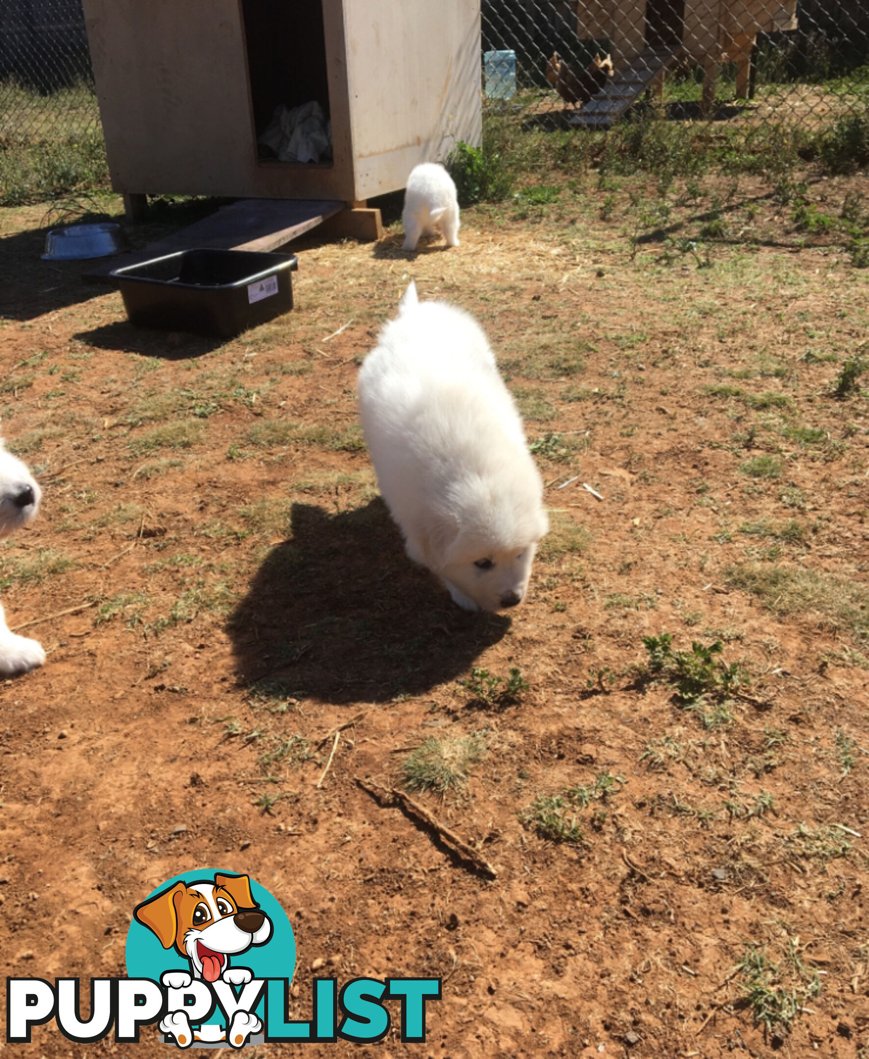 Pure bred Maremma pups for sale