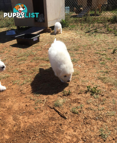 Pure bred Maremma pups for sale