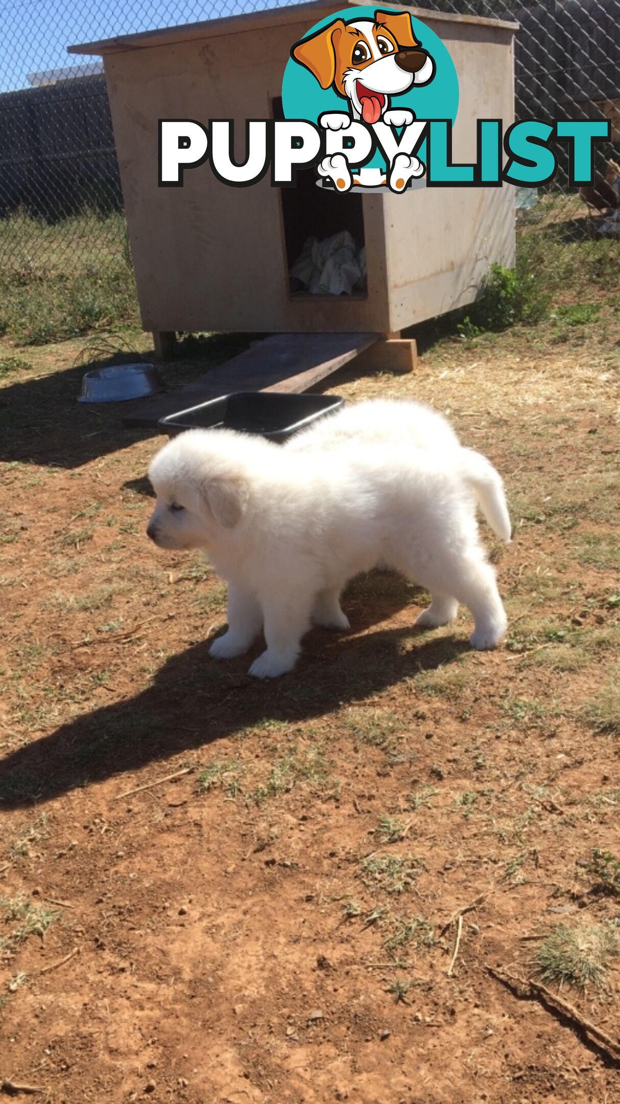 Pure bred Maremma pups for sale