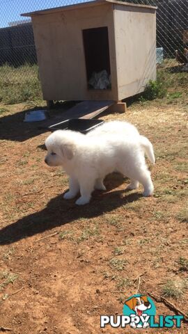 Pure bred Maremma pups for sale