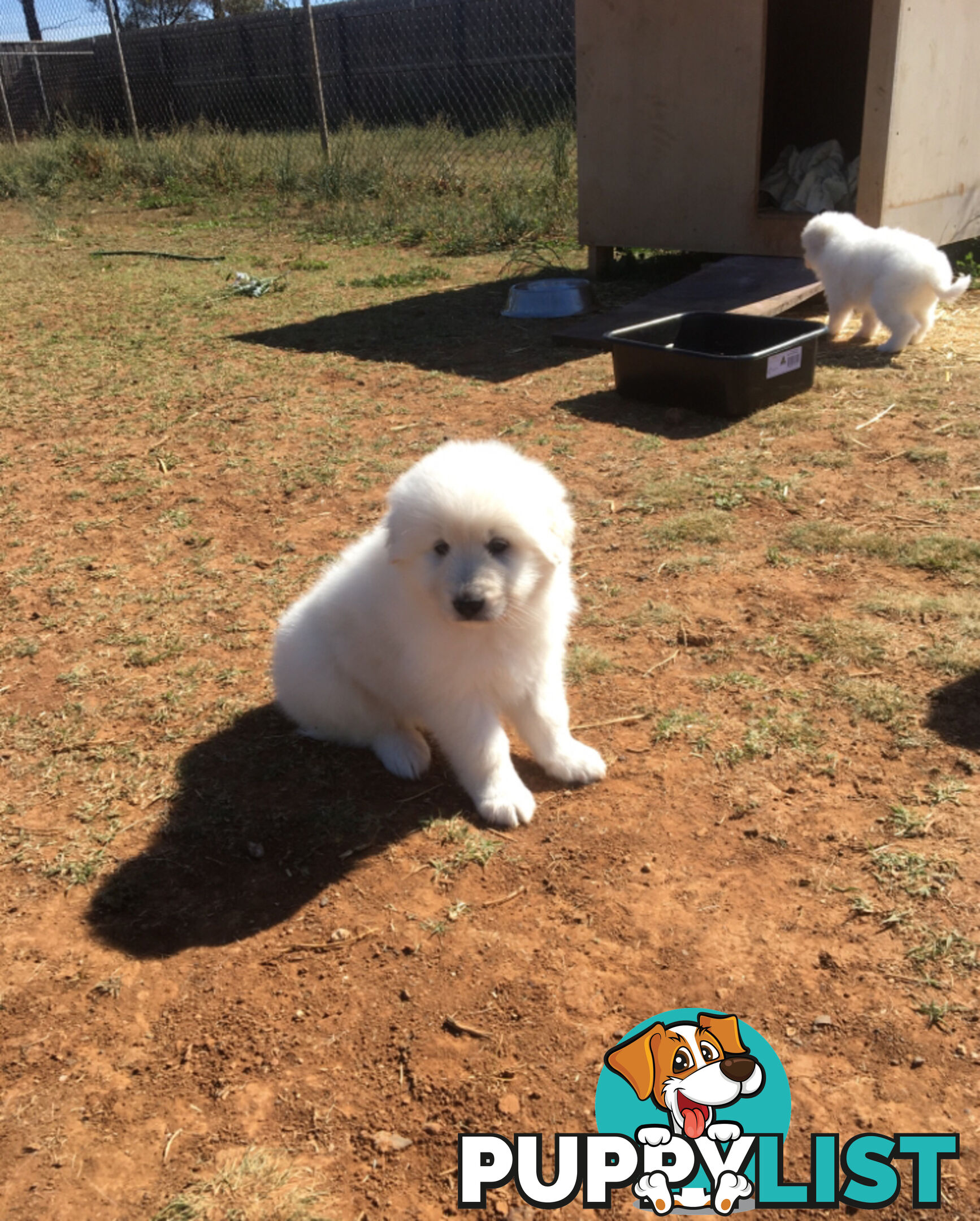 Pure bred Maremma pups for sale