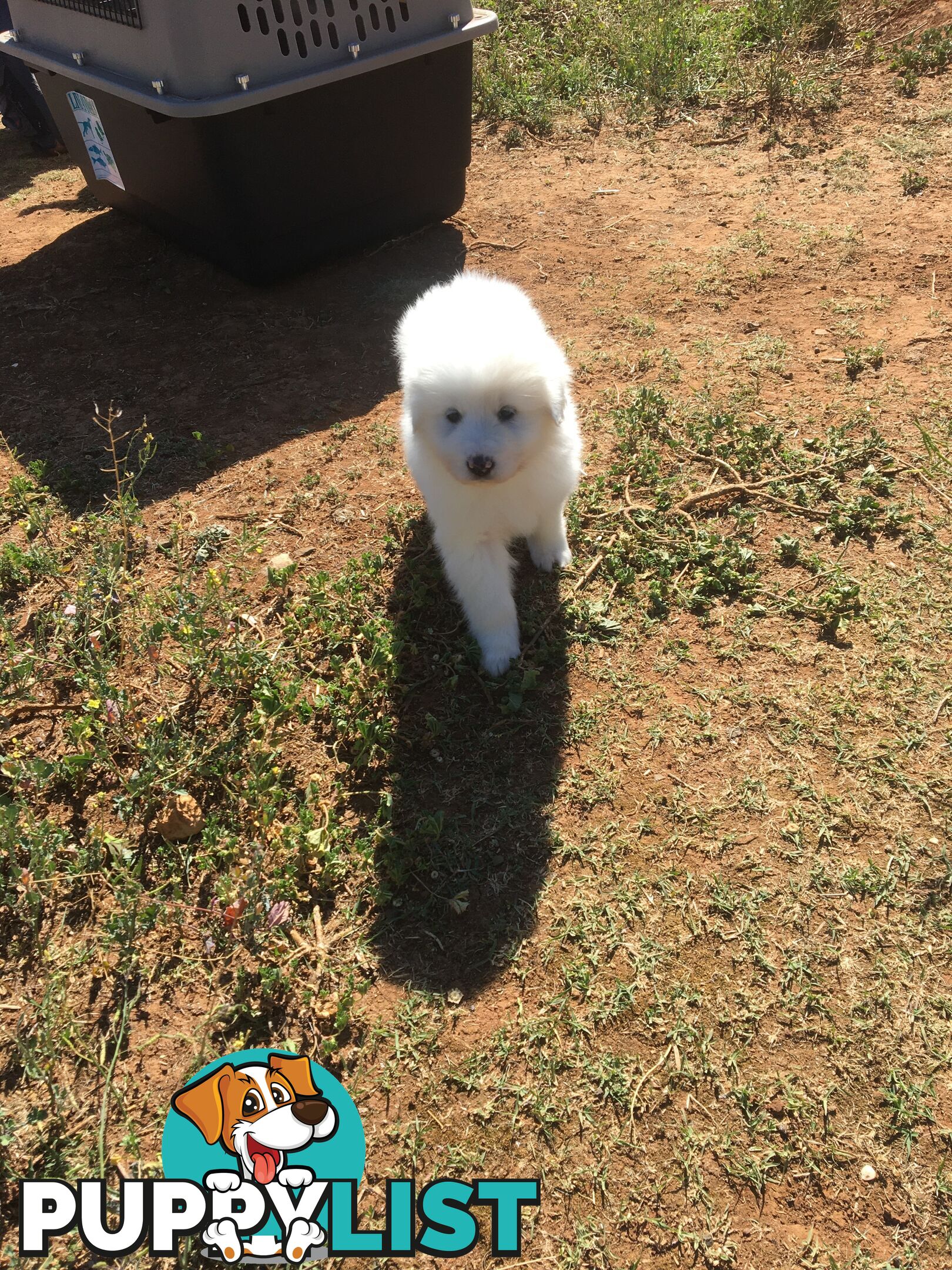 Maremma pups for sale