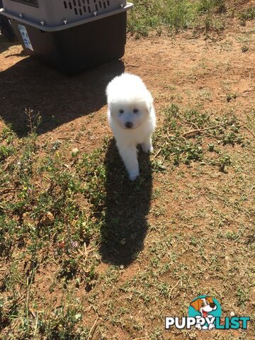 Maremma pups for sale