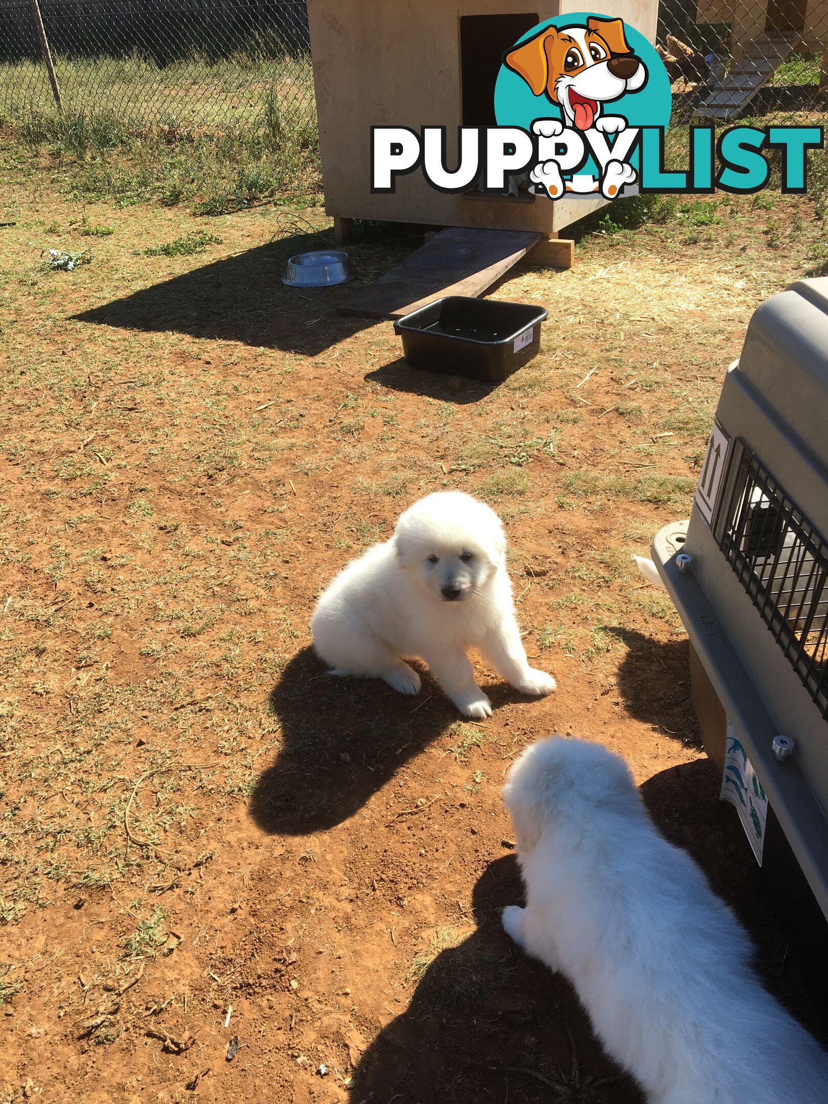 Maremma pups for sale