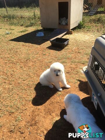 Maremma pups for sale