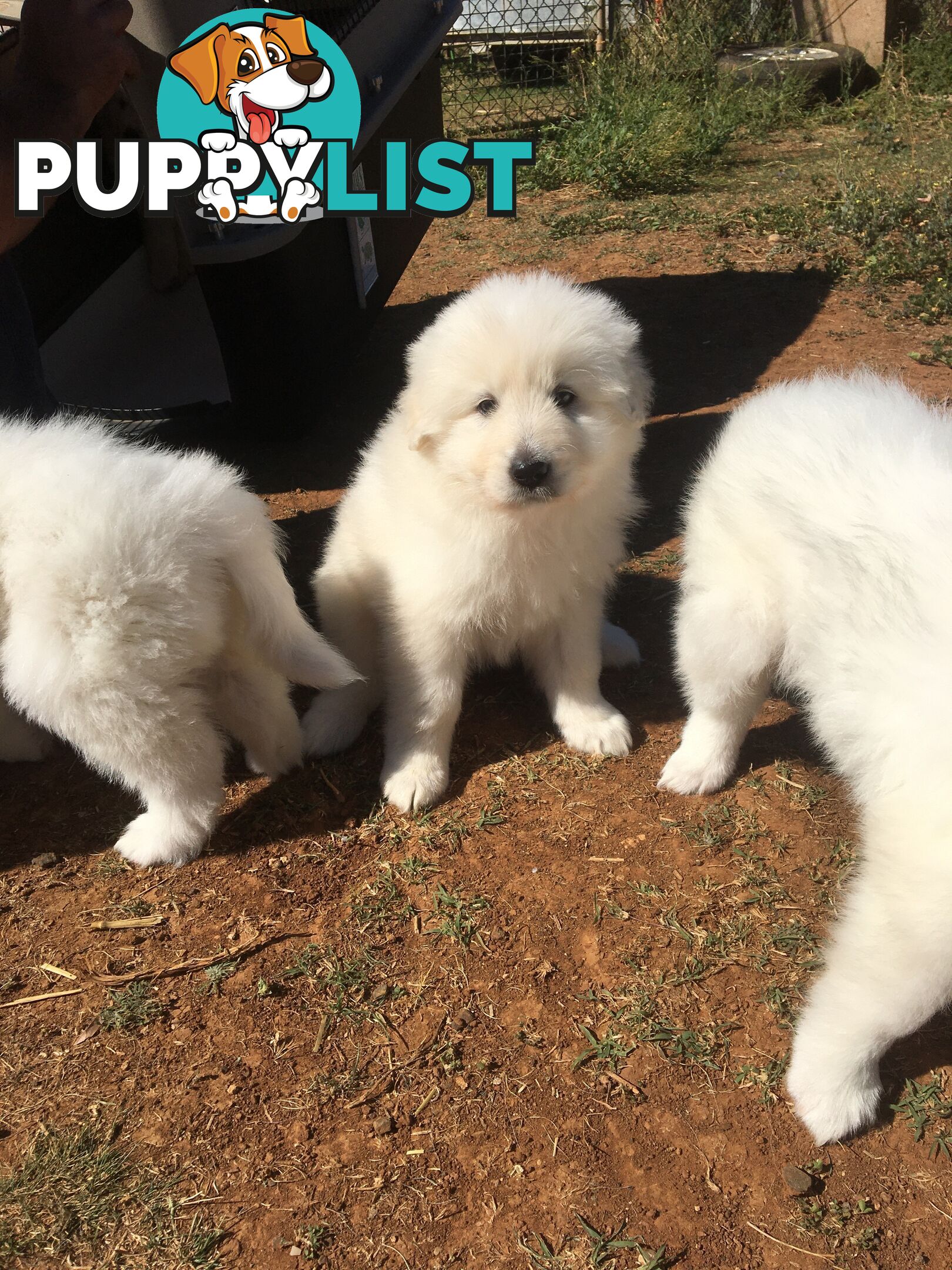 Maremma pups for sale