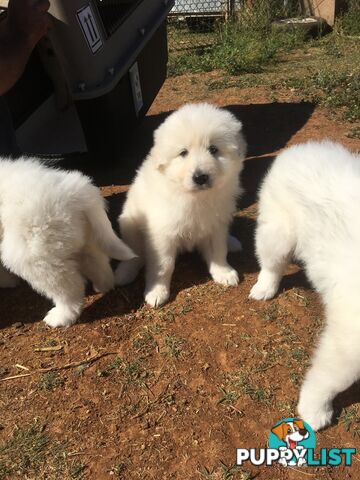 Maremma pups for sale