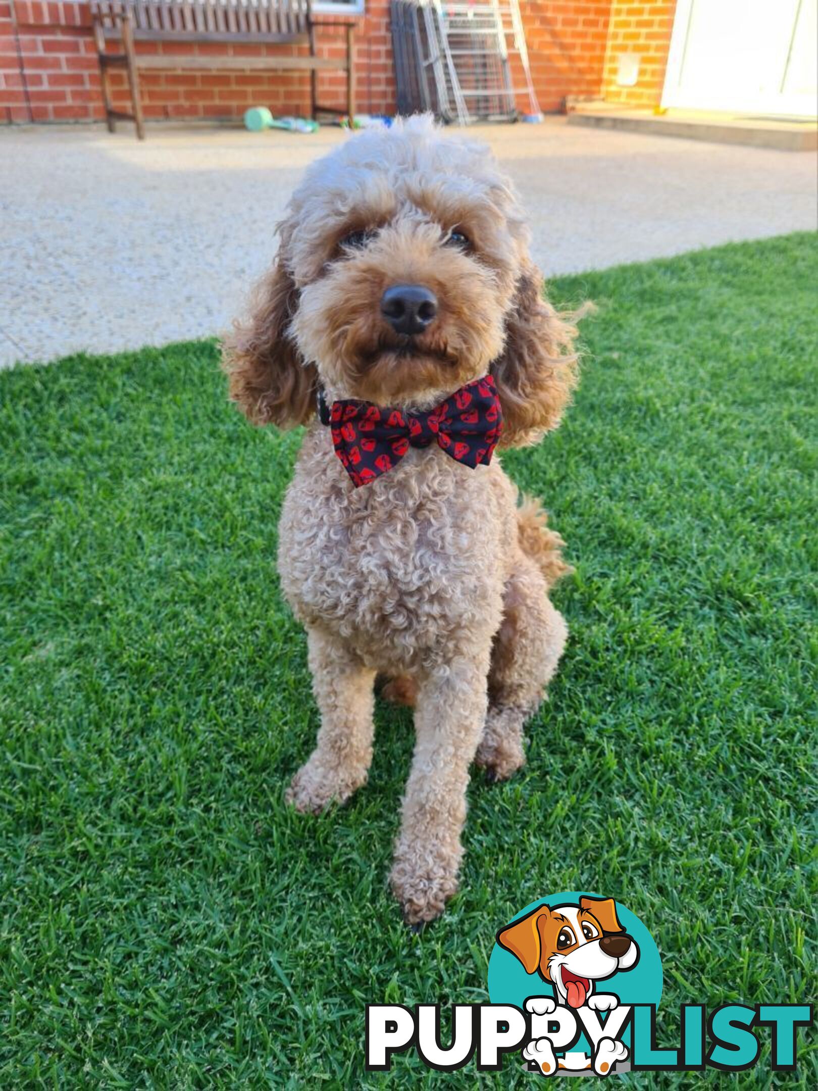 Boordoodle Miniature (F1B Border Collie x Mini poodle)