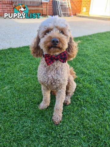 Boordoodle Miniature (F1B Border Collie x Mini poodle)