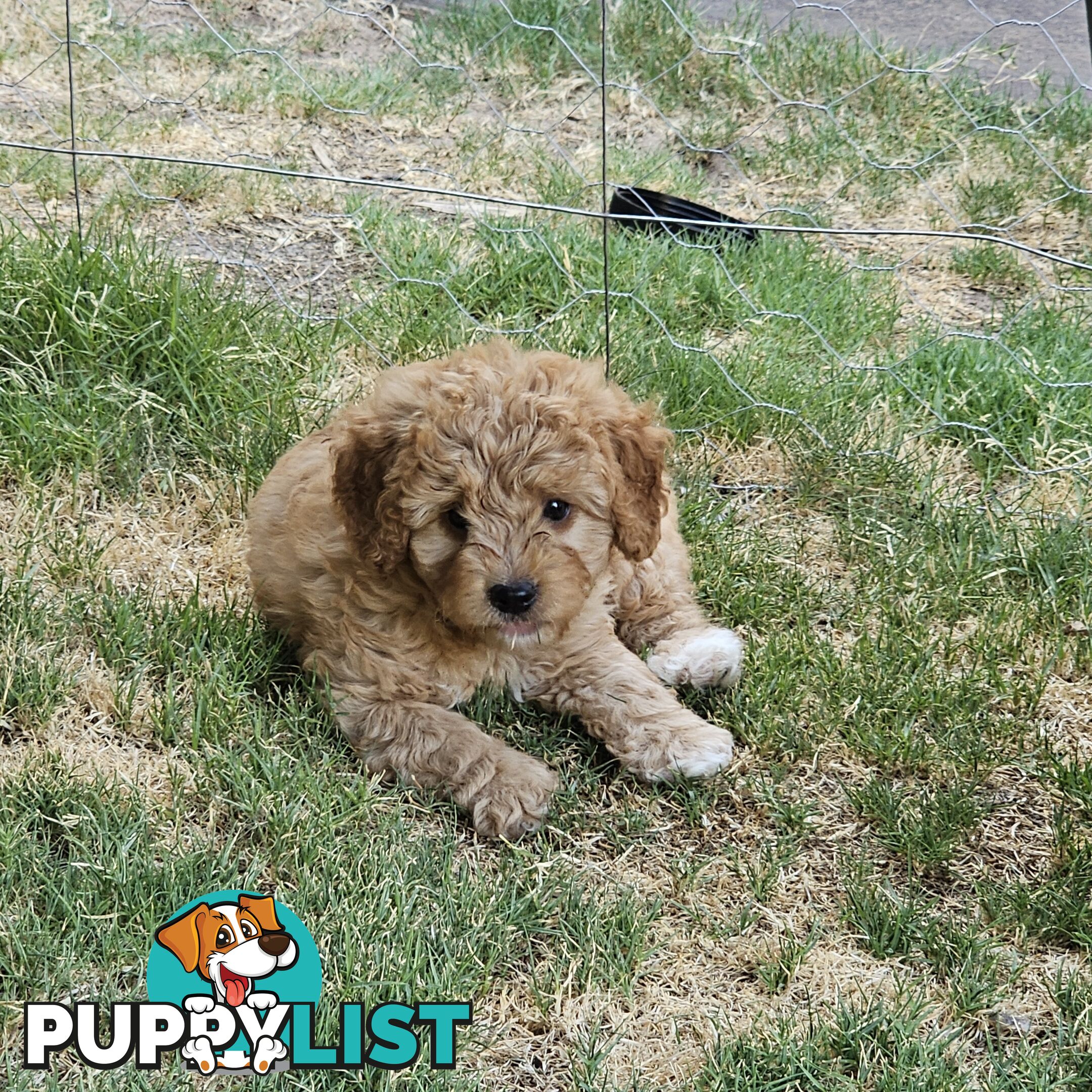 Boordoodle Miniature (F1B Border Collie x Mini poodle)