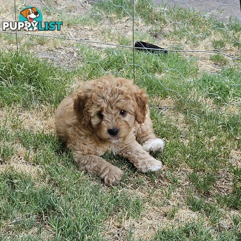 Boordoodle Miniature (F1B Border Collie x Mini poodle)