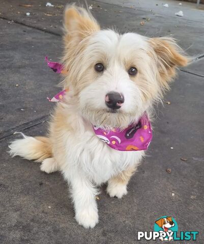 Boordoodle Miniature (F1B Border Collie x Mini poodle)