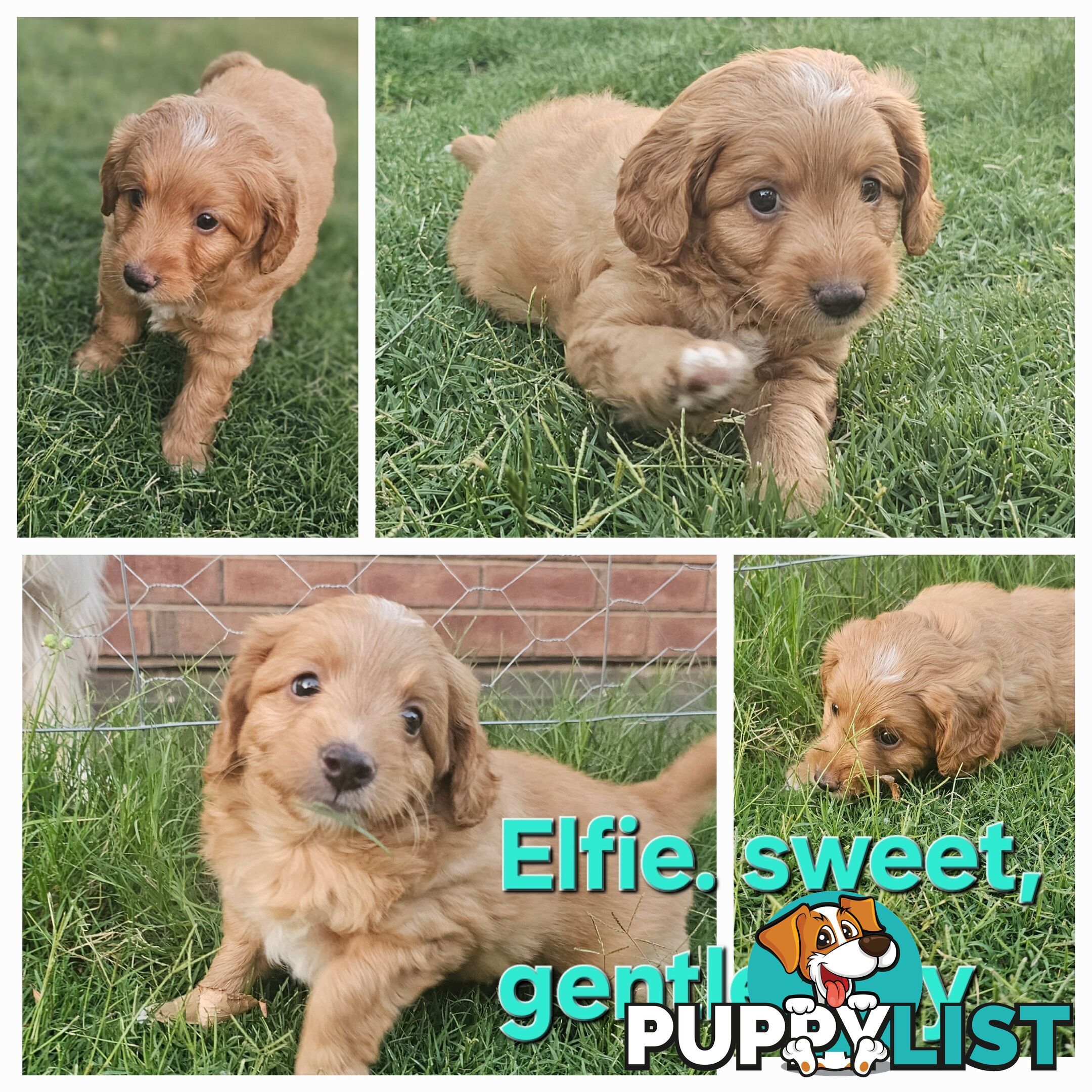 Boordoodle Miniature (F1B Border Collie x Mini poodle)