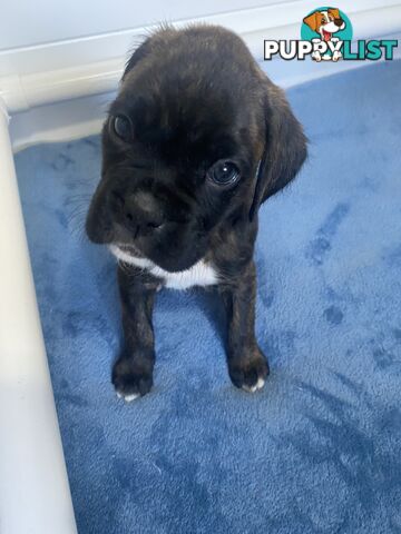 Boxer Puppies for Sale - Ready 9th November