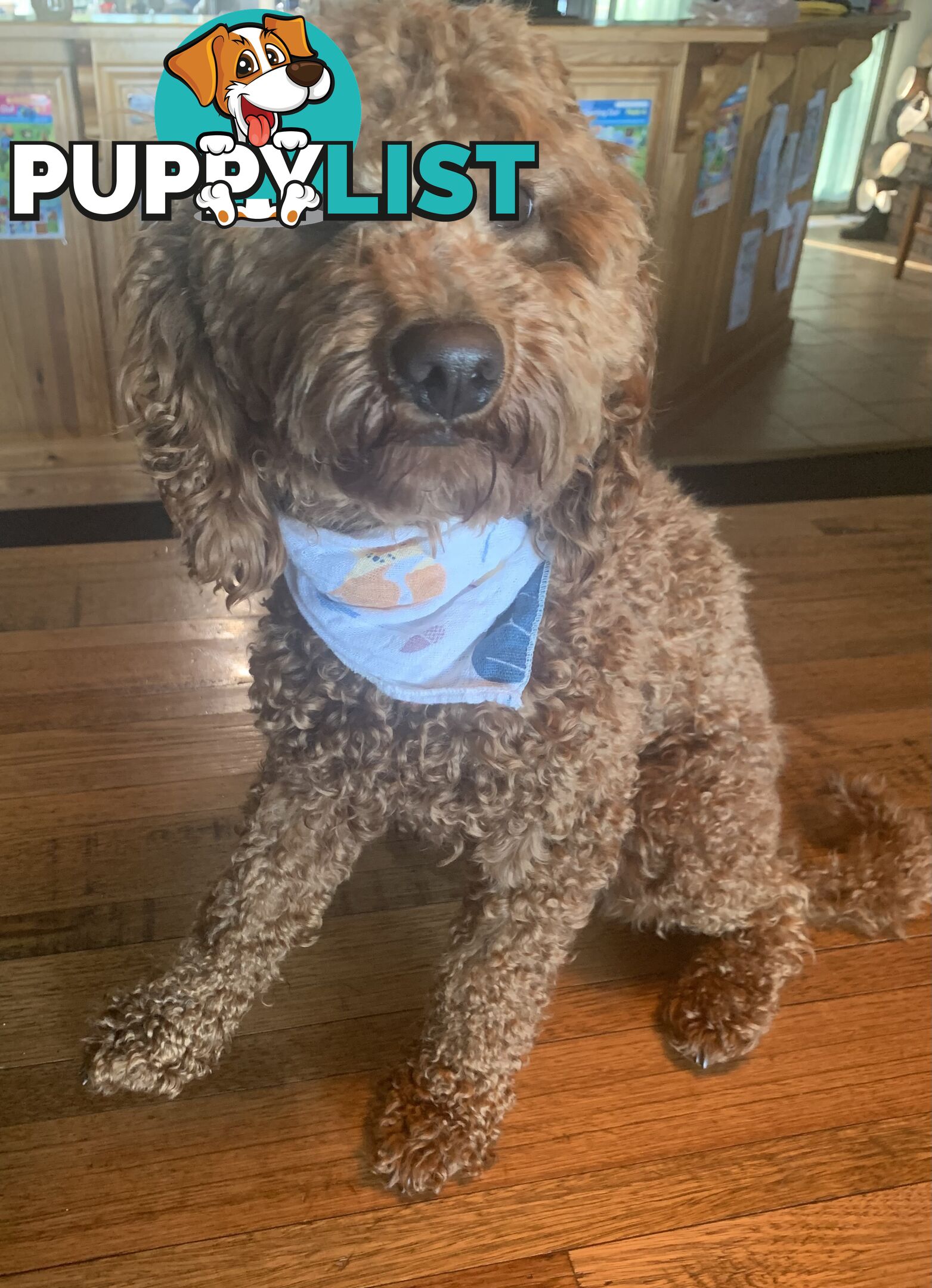 Stud service - miniature red poodle