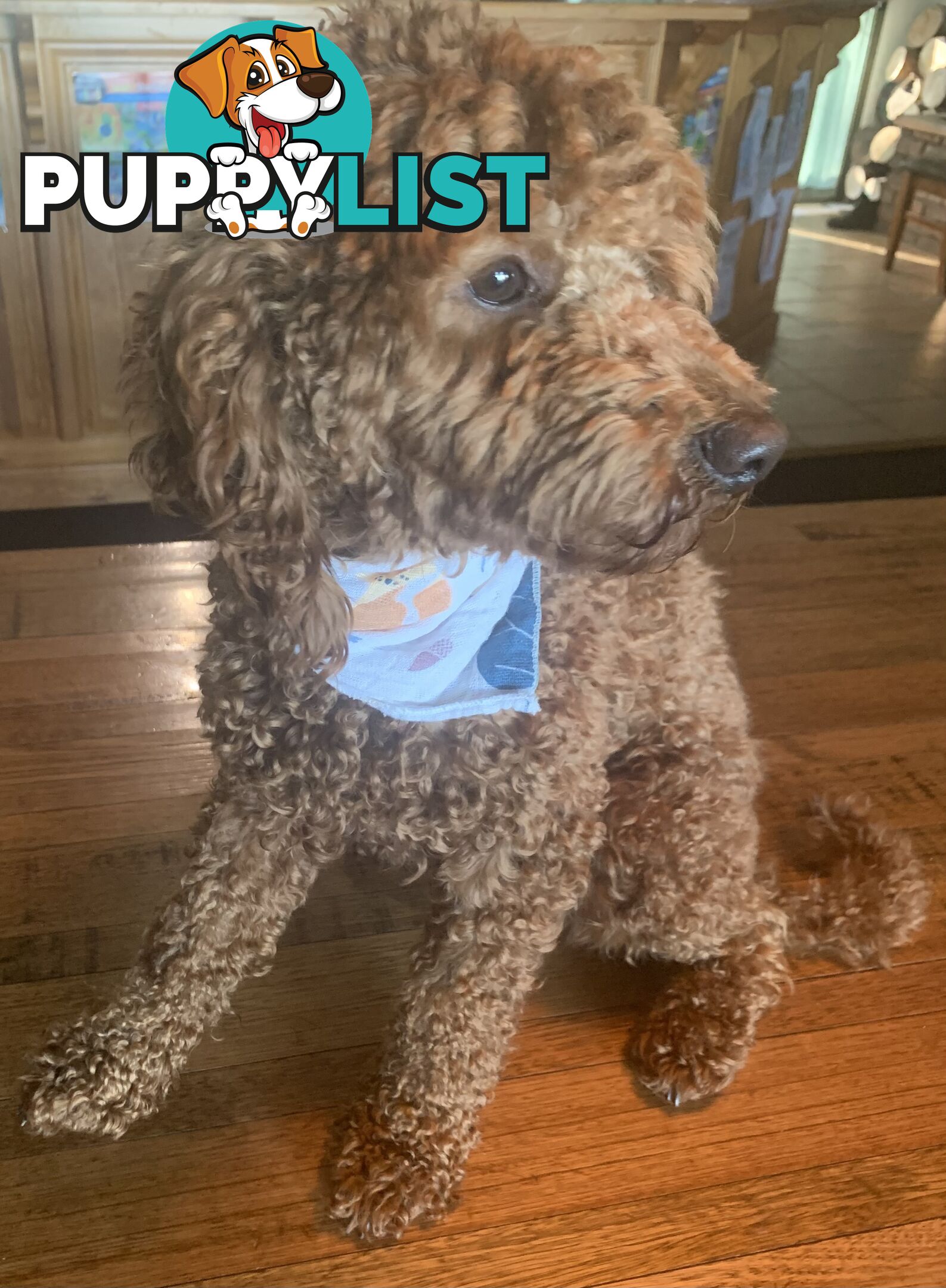 Stud service - miniature red poodle