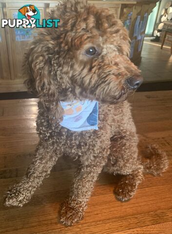 Stud service - miniature red poodle