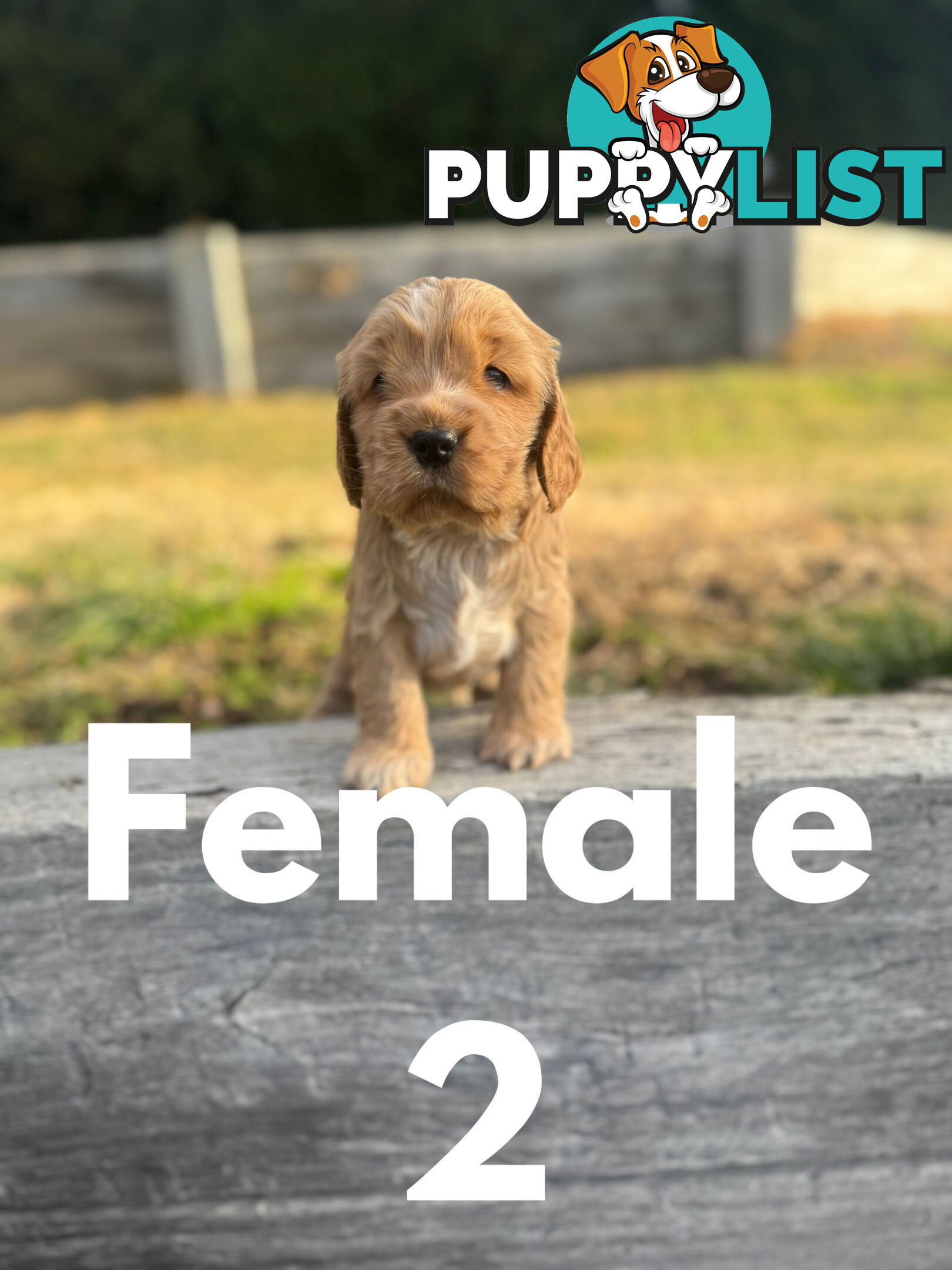 Cocker Spaniel Puppies
