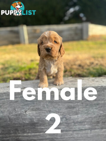 Cocker Spaniel Puppies